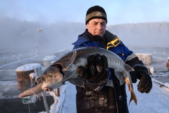 Fish farm in Krasnoyarsk Territory