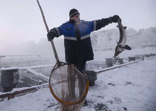 Fish farm in Krasnoyarsk Territory