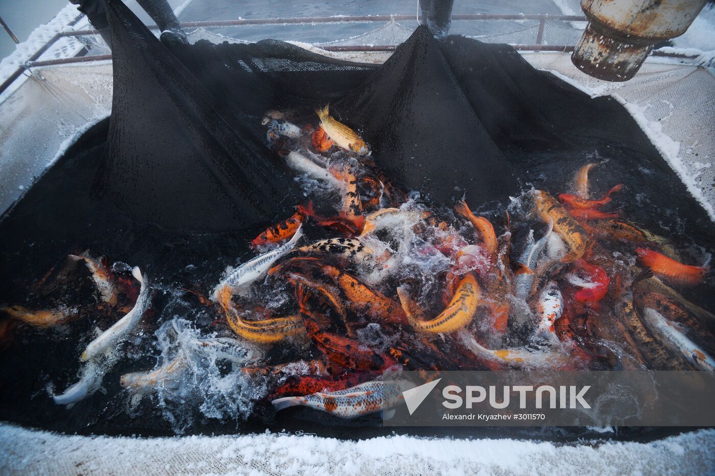 Fish farm in Krasnoyarsk Territory