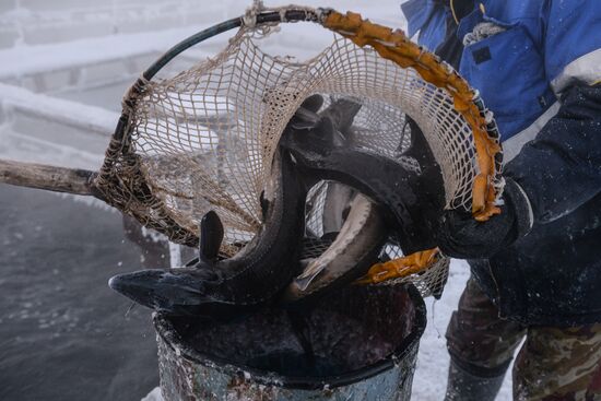 Fish farm in Krasnoyarsk Territory