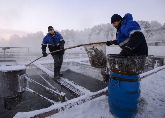 Fish farm in Krasnoyarsk Territory