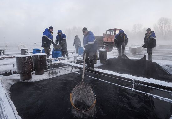 Fish farm in Krasnoyarsk Territory
