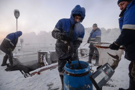 Fish farm in Krasnoyarsk Territory