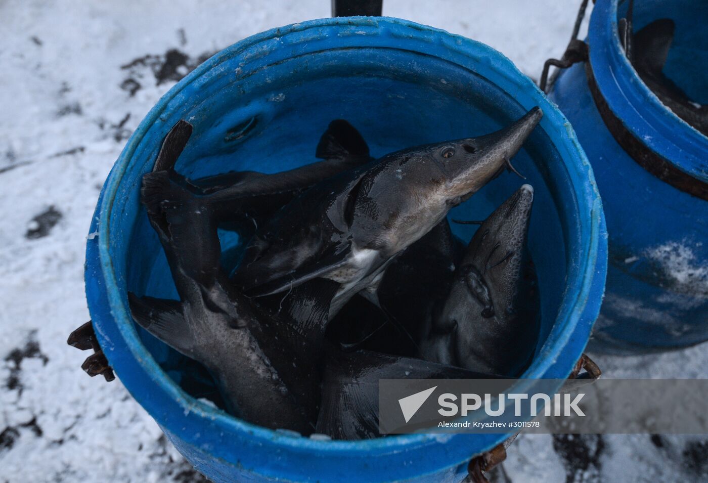 Fish farm in Krasnoyarsk Territory