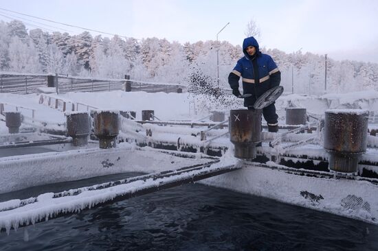Fish farm in Krasnoyarsk Territory