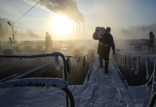 Fish farm in Krasnoyarsk Territory