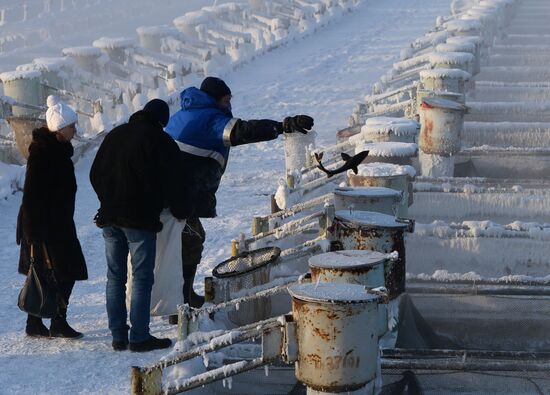 Fish farm in Krasnoyarsk Territory