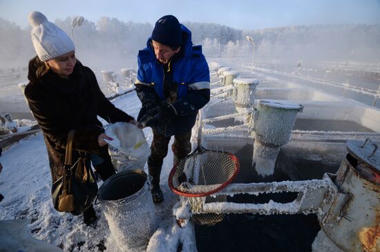 Fish farm in Krasnoyarsk Territory