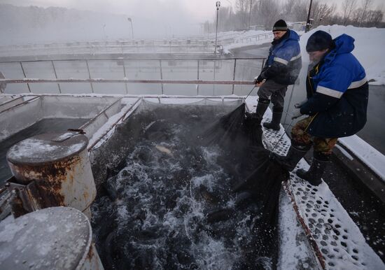 Fish farm in Krasnoyarsk Territory