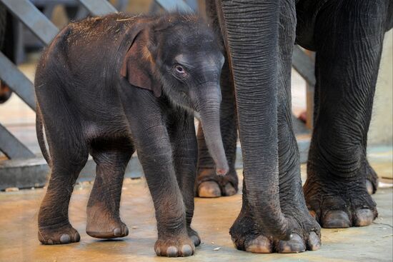 New arrival at Rostov Zoo - a 130 kilo baby elephant