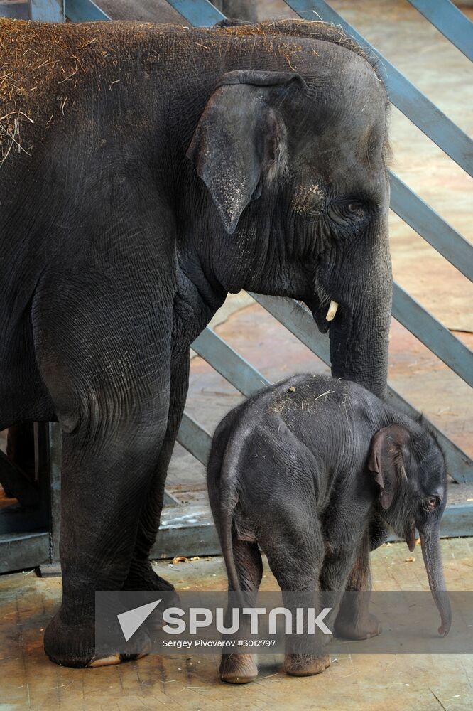 New arrival at Rostov Zoo - a 130 kilo baby elephant