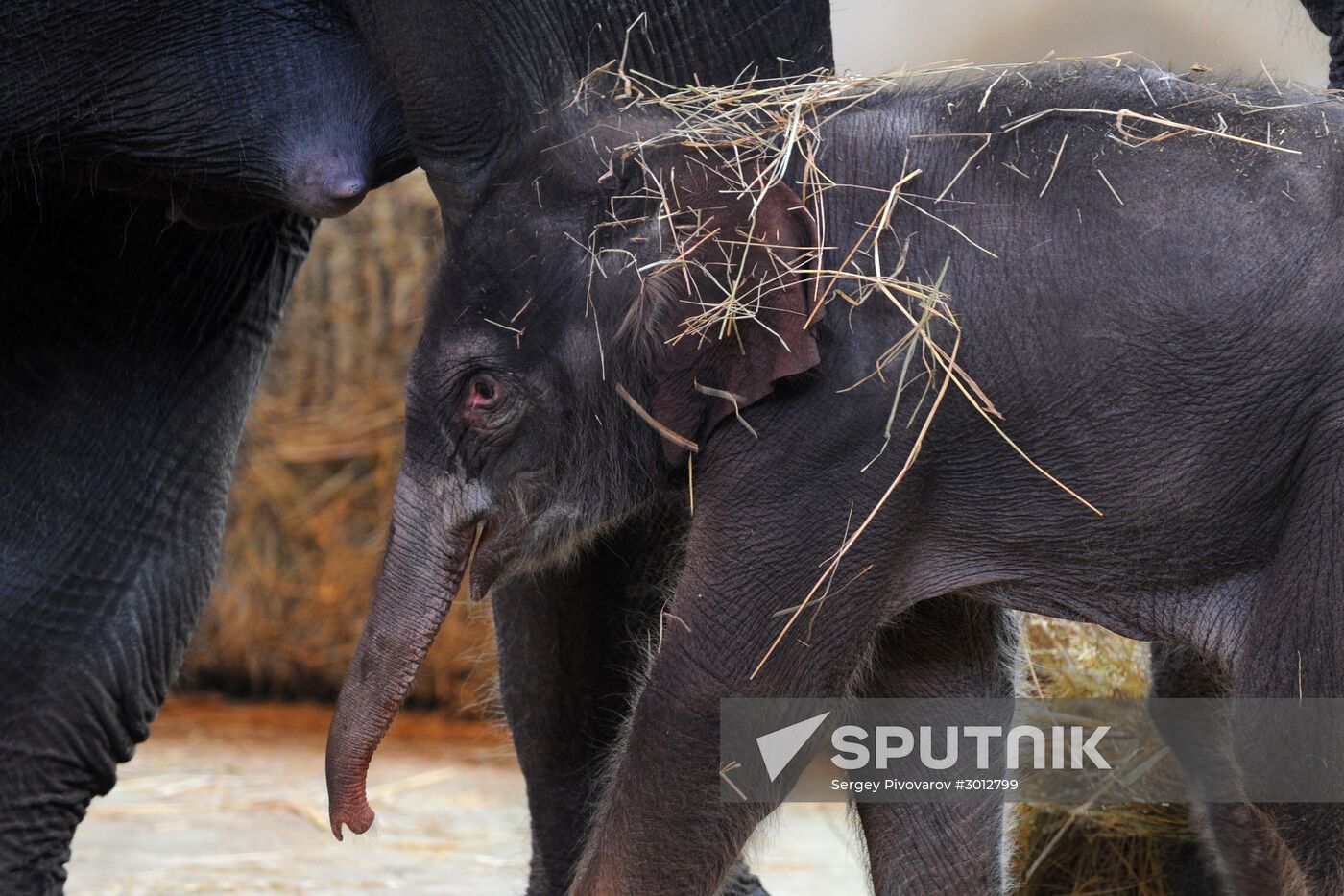 New arrival at Rostov Zoo - a 130 kilo baby elephant