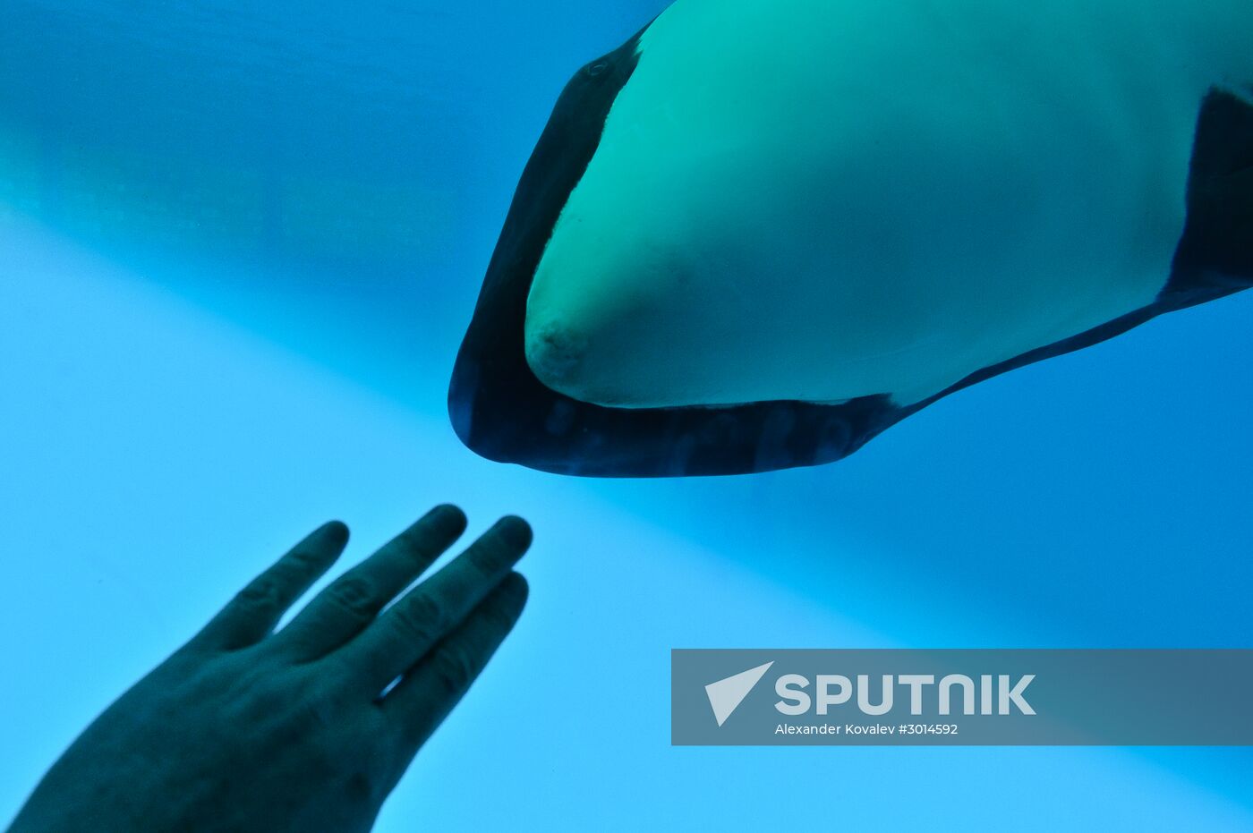 Killer whale show at Loro Parque on Tenerife