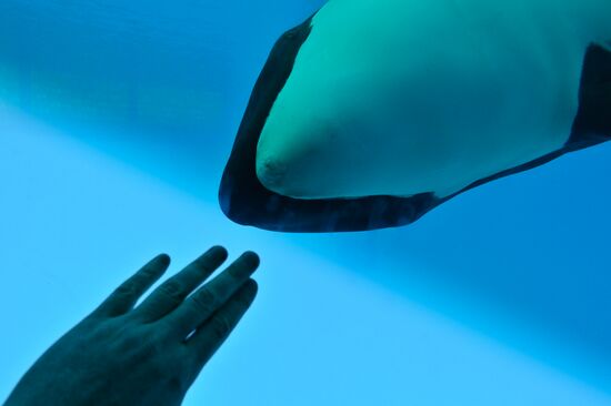 Killer whale show at Loro Parque on Tenerife