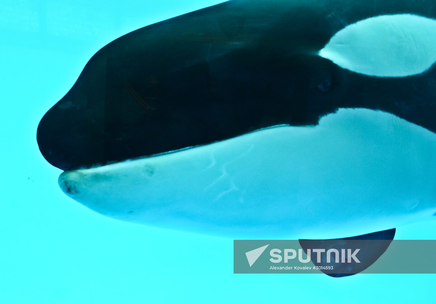 Killer whale show at Loro Parque on Tenerife