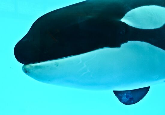 Killer whale show at Loro Parque on Tenerife