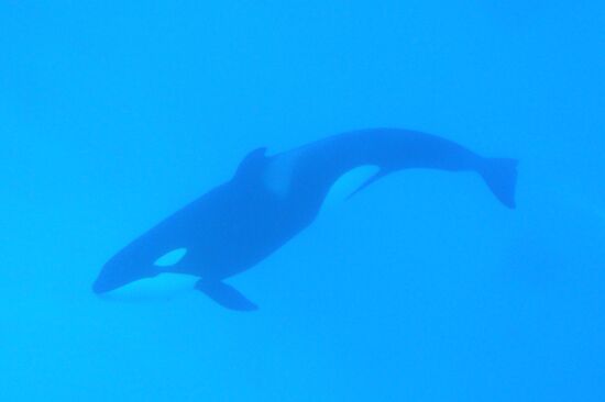 An orca/killer whale show in Tenerife island, Spain