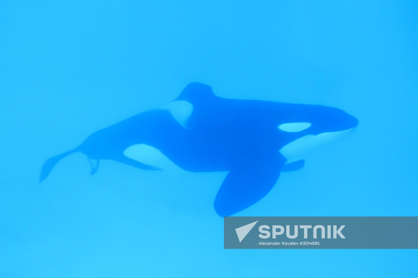 An orca/killer whale show in Tenerife island, Spain