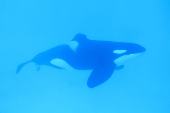 An orca/killer whale show in Tenerife island, Spain