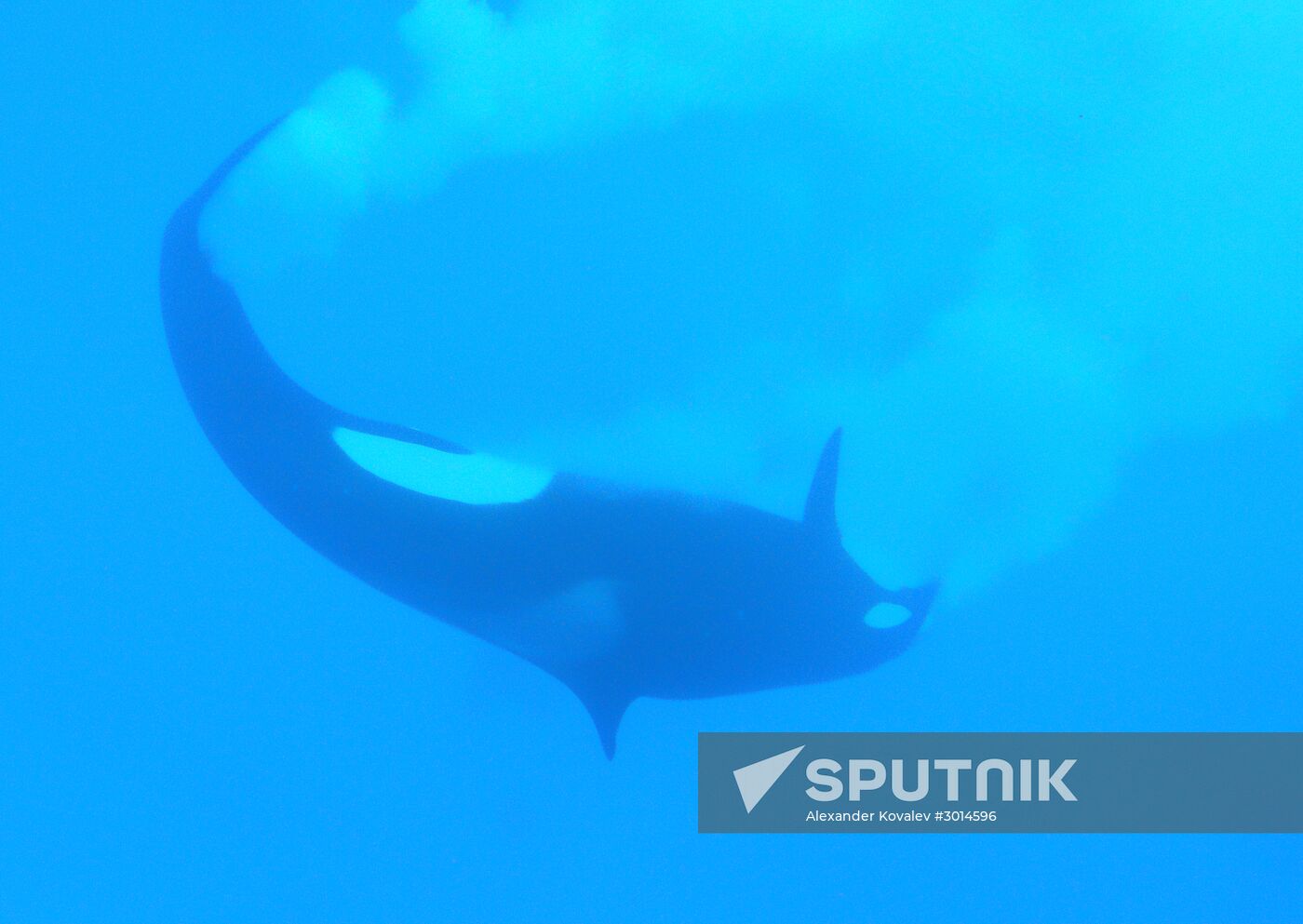 An orca/killer whale show in Tenerife island, Spain