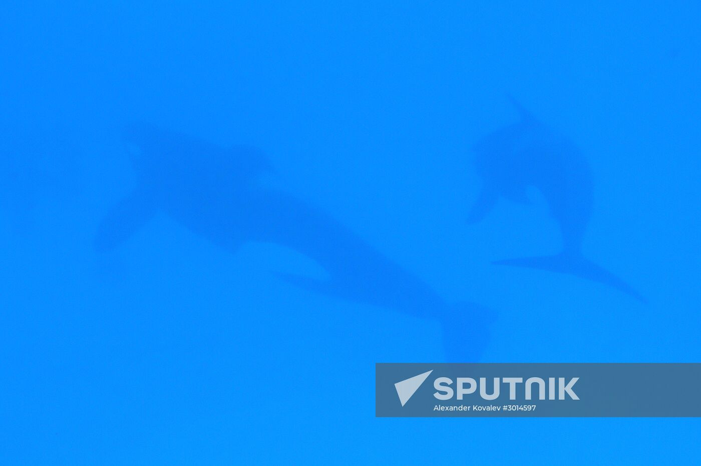 An orca/killer whale show in Tenerife island, Spain