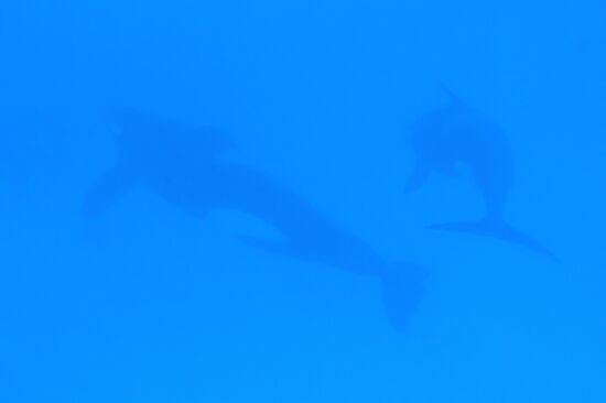 An orca/killer whale show in Tenerife island, Spain