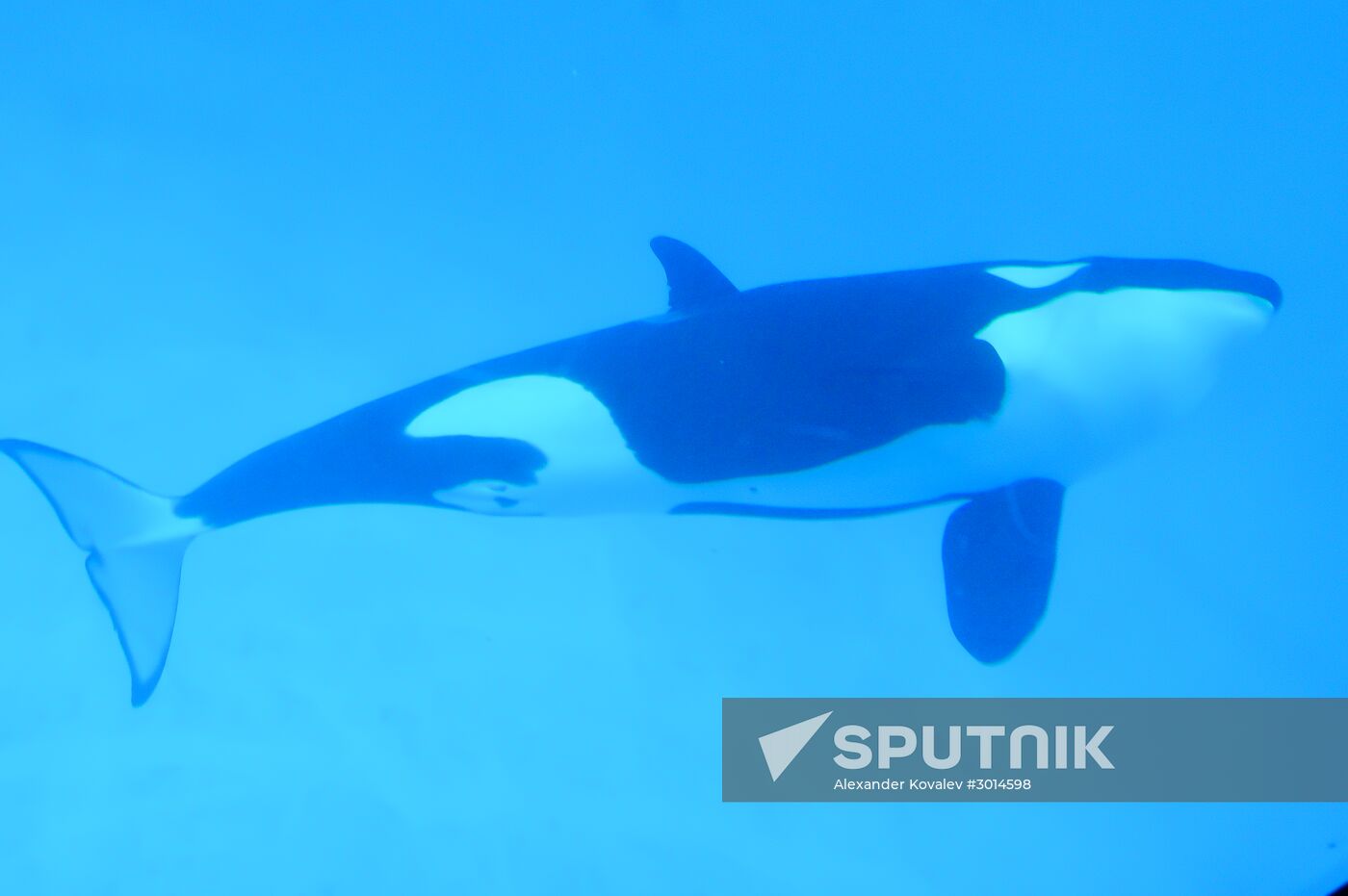 An orca/killer whale show in Tenerife island, Spain