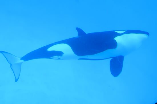An orca/killer whale show in Tenerife island, Spain