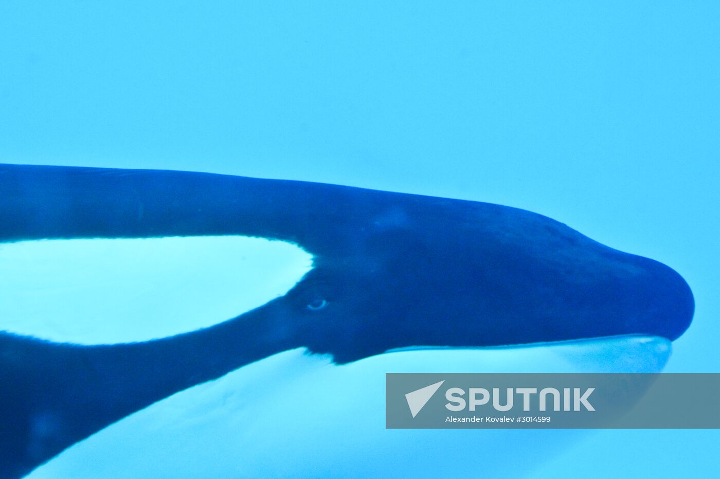 An orca/killer whale show in Tenerife island, Spain