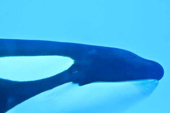 An orca/killer whale show in Tenerife island, Spain
