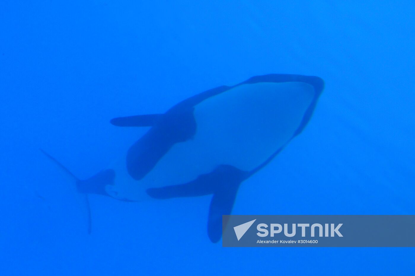 An orca/killer whale show in Tenerife island, Spain