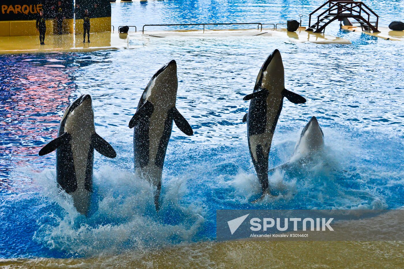 An orca/killer whale show in Tenerife island, Spain