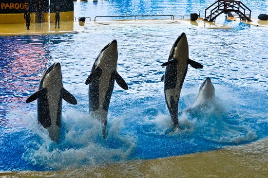 An orca/killer whale show in Tenerife island, Spain