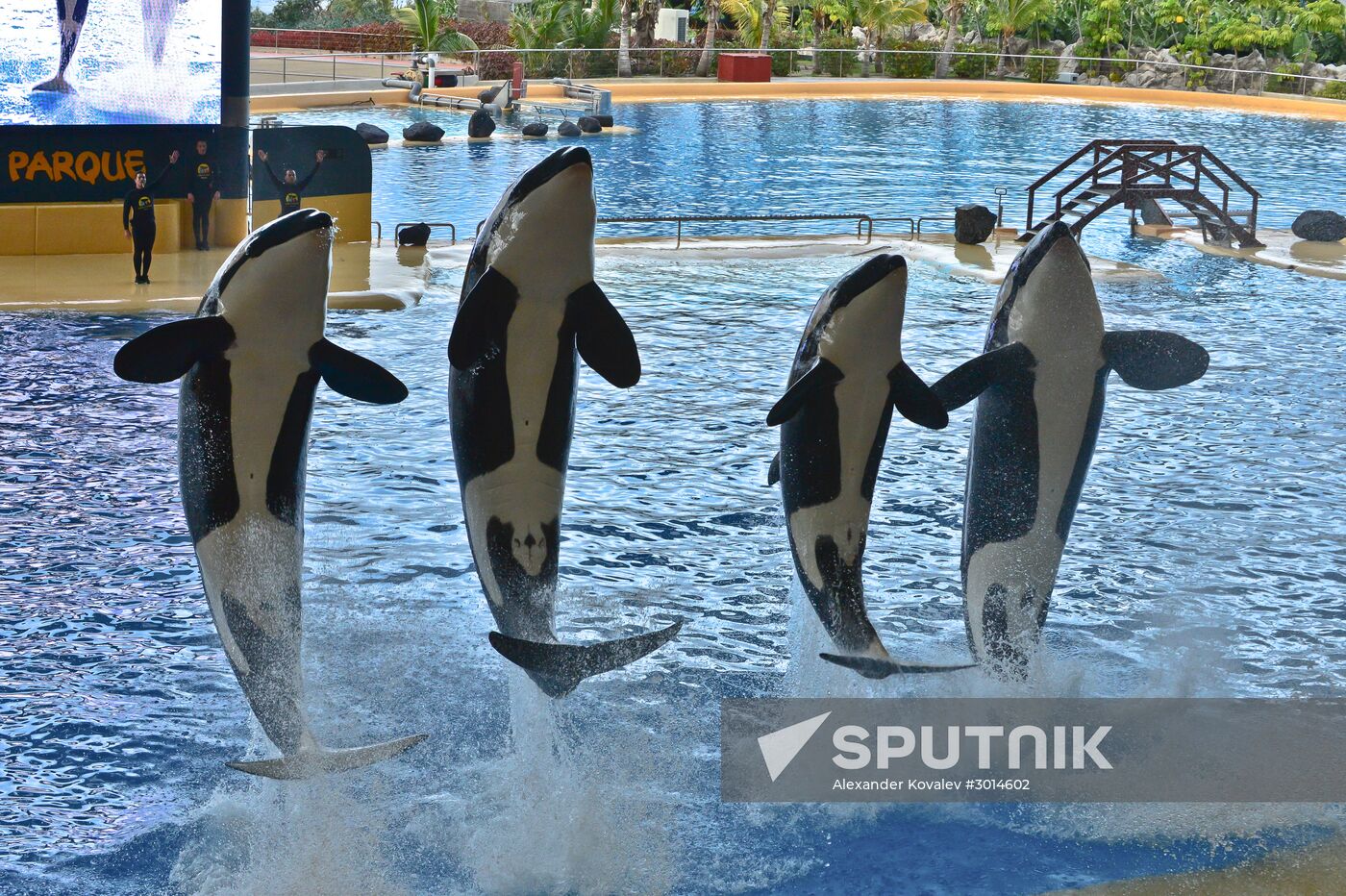 An orca/killer whale show in Tenerife island, Spain