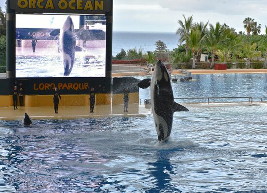 An orca/killer whale show in Tenerife island, Spain