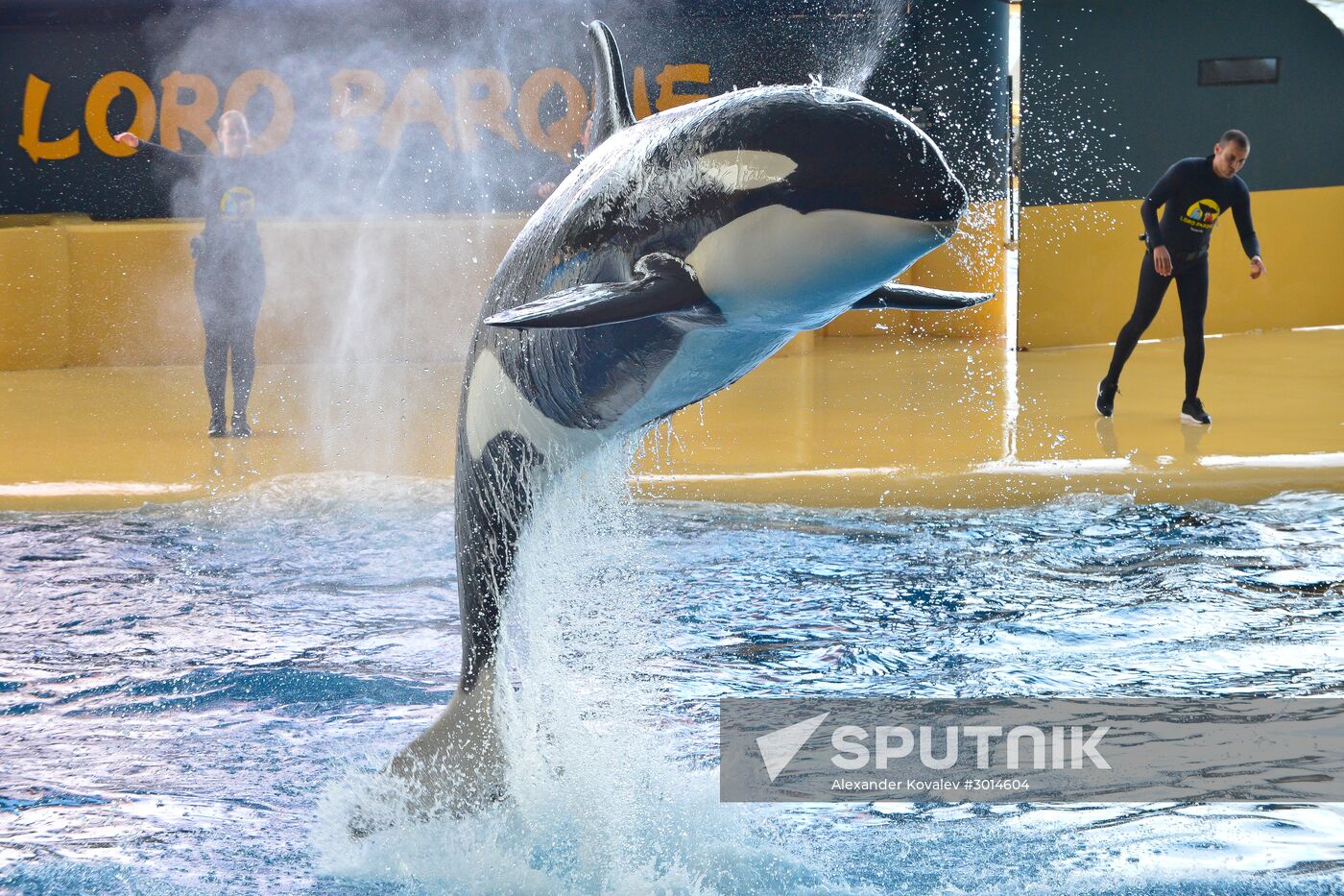 An orca/killer whale show in Tenerife island, Spain