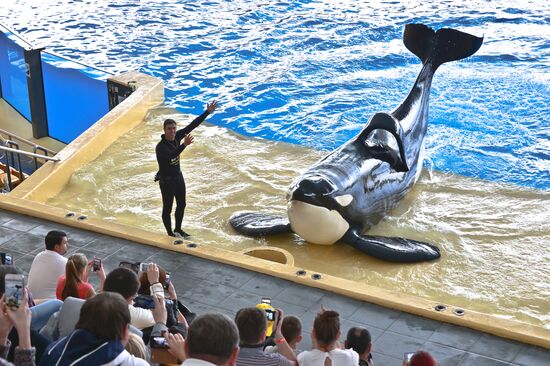 An orca/killer whale show in Tenerife island, Spain