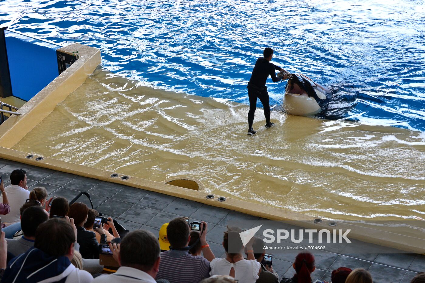An orca/killer whale show in Tenerife island, Spain