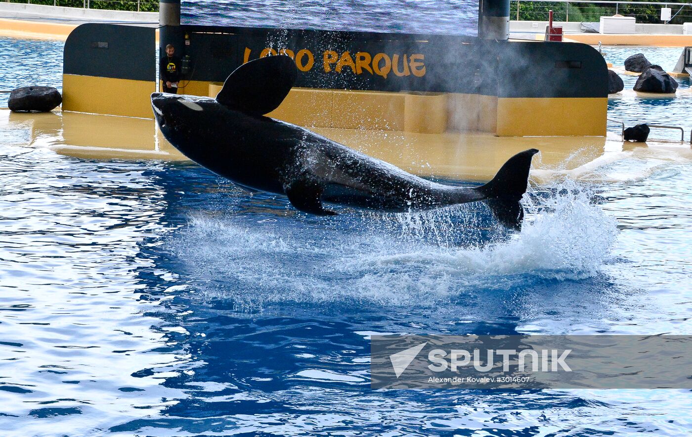 An orca/killer whale show in Tenerife island, Spain