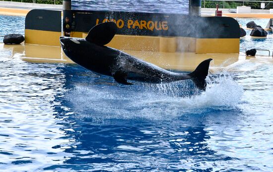 An orca/killer whale show in Tenerife island, Spain