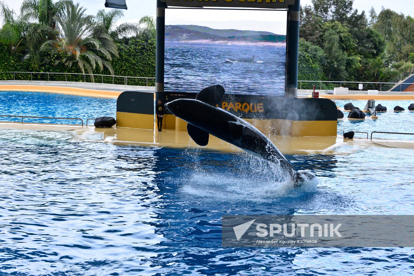 An orca/killer whale show in Tenerife island, Spain