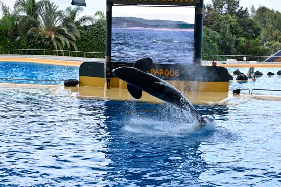 An orca/killer whale show in Tenerife island, Spain
