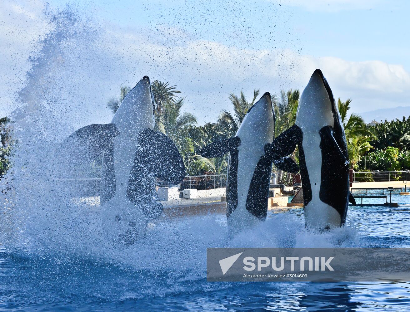 An orca/killer whale show in Tenerife island, Spain