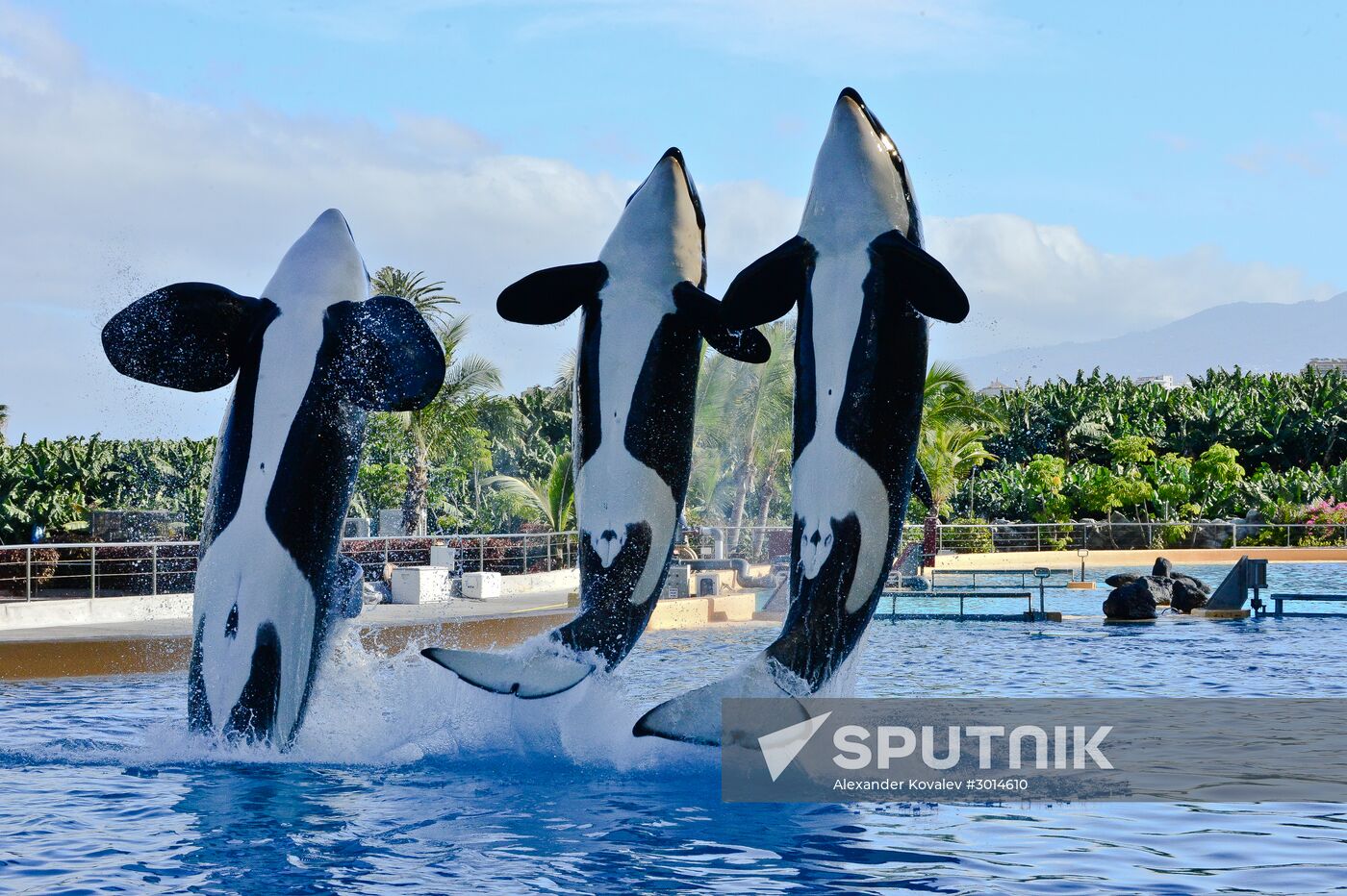 An orca/killer whale show in Tenerife island, Spain