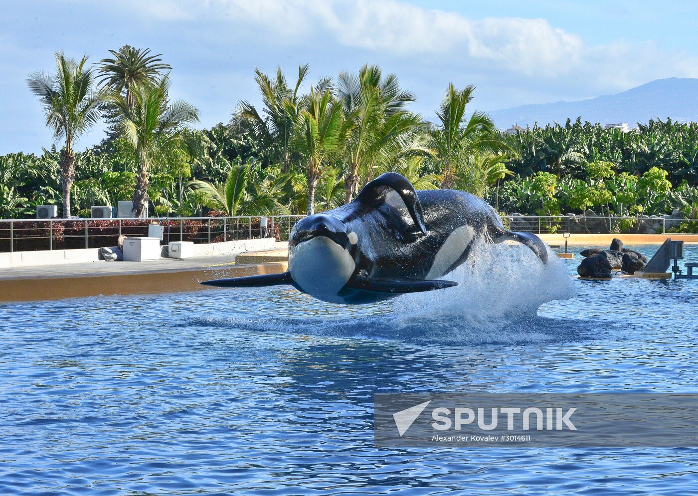 An orca/killer whale show in Tenerife island, Spain