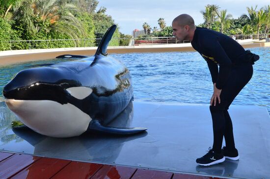 An orca/killer whale show in Tenerife island, Spain