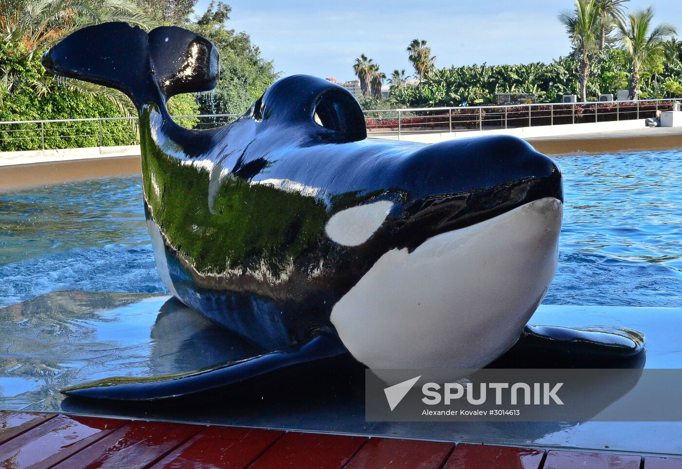 An orca/killer whale show in Tenerife Island, Spain