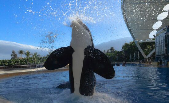 An orca/killer whale show in Tenerife Island, Spain