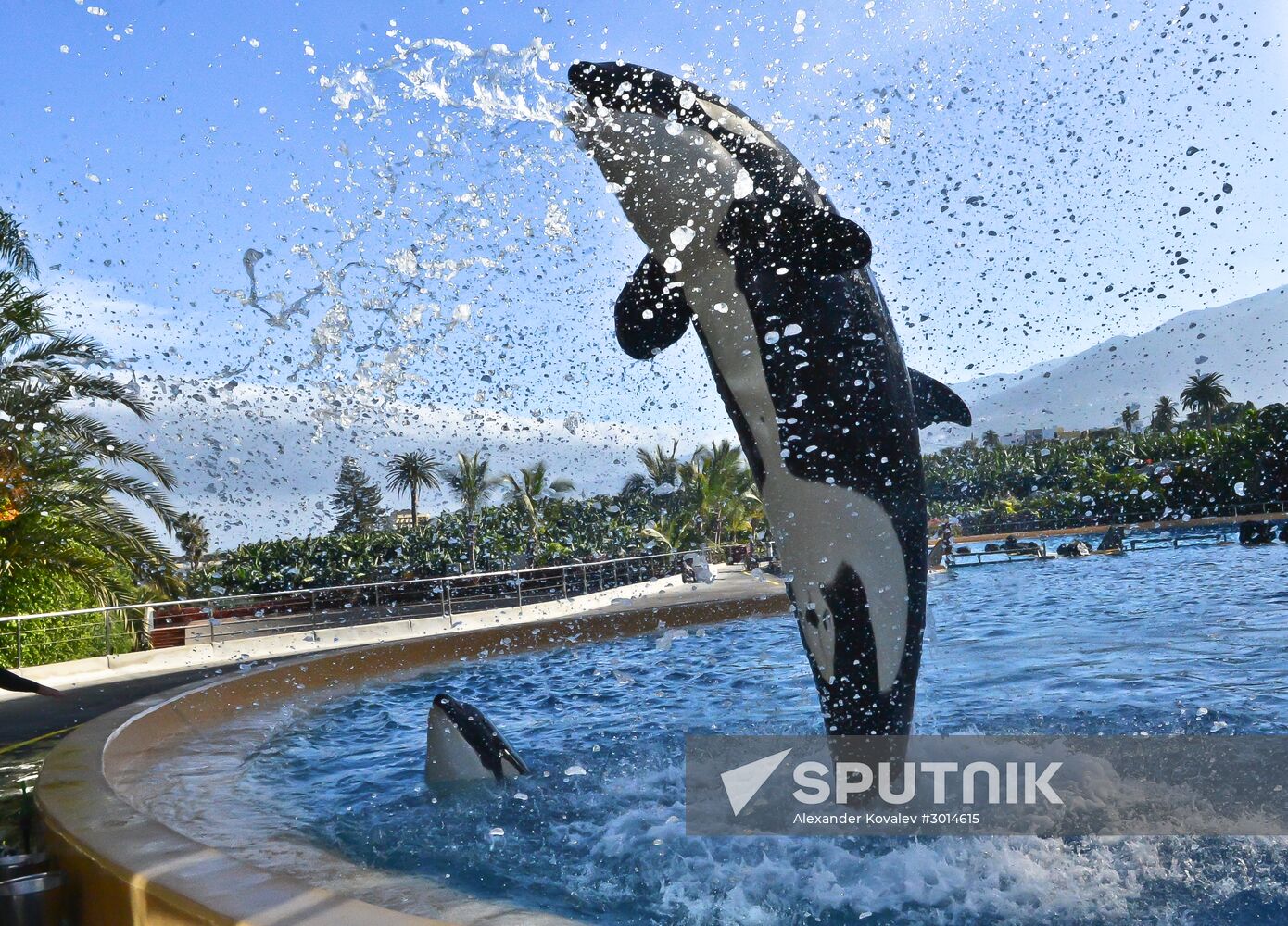 An orca/killer whale show in Tenerife Island, Spain