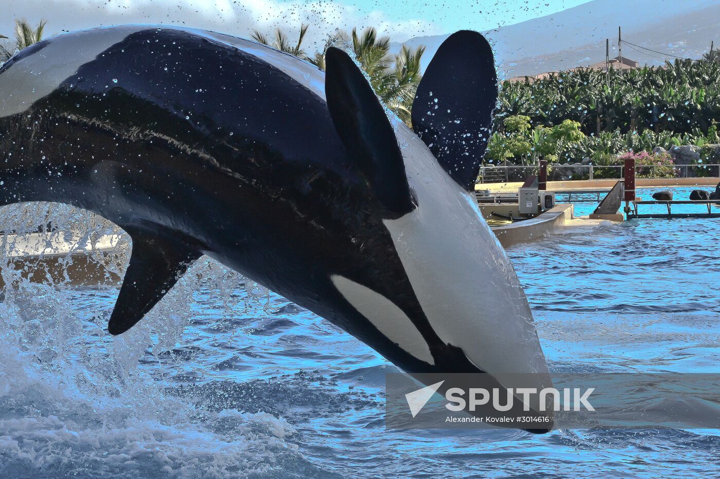 An orca/killer whale show in Tenerife island, Spain